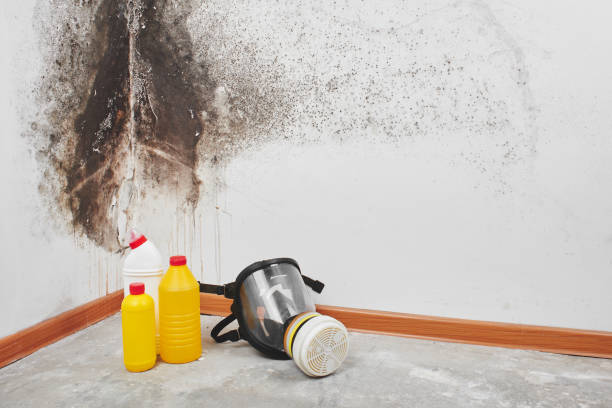 Mold Testing and Removal in Kendale Lakes, FL