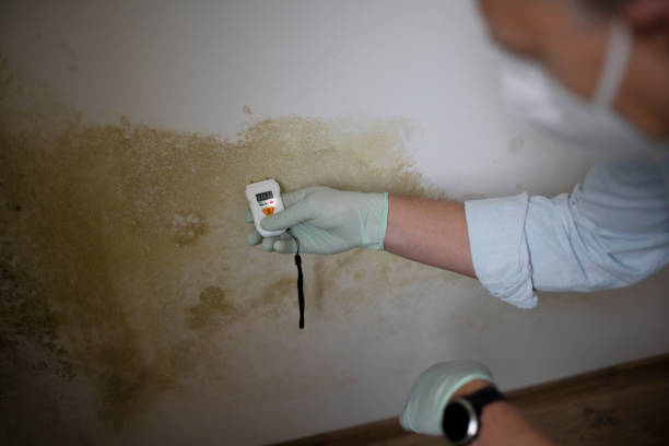 Mold Removal Process in Kendale Lakes, FL